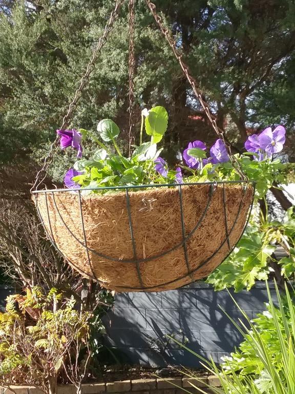 Ocean View Raglan Bed & Breakfast מראה חיצוני תמונה